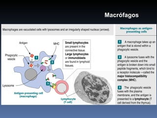 Macrófagos 