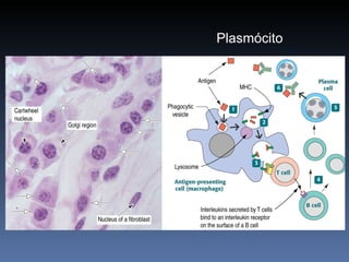 Plasmócito 