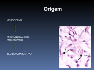 Origem MESODERMA MESÊNQUIMA (Céls. Mesenquimais) TECIDO CONJUNTIVO 
