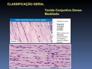 CLASSIFICAÇÃO GERAL Tecido Conjuntivo Denso Modelado 