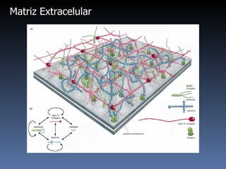 Matriz Extracelular 