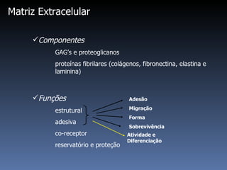 Matriz Extracelular Componentes GAG’s e proteoglicanos proteínas fibrilares (colágenos, fibronectina, elastina e  laminina) Funções estrutural adesiva co-receptor reservatório e proteção Adesão Migração Forma Sobrevivência Atividade e Diferenciação 