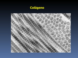 Colágeno  