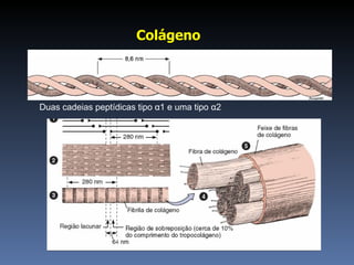 Colágeno  Duas cadeias peptídicas tipo  α 1 e uma tipo  α 2 