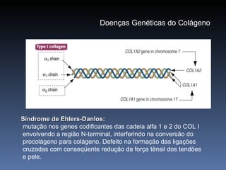Síndrome de Ehlers-Danlos:  mutação nos genes codificantes das cadeia alfa 1 e 2 do COL I  envolvendo a região N-terminal, interferindo na conversão do procolágeno para colágeno. Defeito na formação das ligações  cruzadas com conseqüente redução da força tênsil dos tendões e pele. Doenças Genéticas do Colágeno 