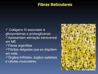 Fibras Reticulares  Colágeno III associado à glicoproteinas e proteoglicanas Apresentam estriação transversal em ME Fibras argirófilas Fibrilas delgadas que se dispõem em rede Órgãos linfóides, órgãos epiteliais e células musculares 