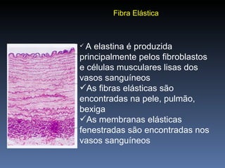 Fibra Elástica A elastina é produzida principalmente pelos fibroblastos e células musculares lisas dos vasos sanguíneos As fibras elásticas são encontradas na pele, pulmão, bexiga As membranas elásticas fenestradas são encontradas nos vasos sanguíneos 