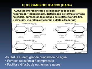 - GAGs:polímeros lineares de dissacarídeos (ácido hexurônico + hexosamina), distribuídos de forma alternada na cadeia, apresentando resíduos de sulfato (Condroitim, Dermatam, Queratam e Heparam sulfato e Heparina) GLICOSAMINOGLICANOS (GAGs) As GAGs atraem grande quantidade de água •  Fornece resistência à compressão •  Facilita a difusão de nutrientes e gases 