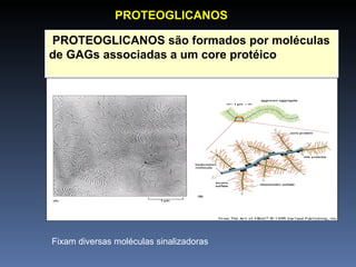 PROTEOGLICANOS são formados por moléculas de GAGs associadas a um core protéico PROTEOGLICANOS Fixam diversas moléculas sinalizadoras 