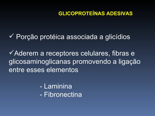 GLICOPROTEÍNAS ADESIVAS Porção protéica associada a glicídios Aderem a receptores celulares, fibras e glicosaminoglicanas promovendo a ligação entre esses elementos - Laminina - Fibronectina 