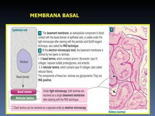 MEMBRANA BASAL 