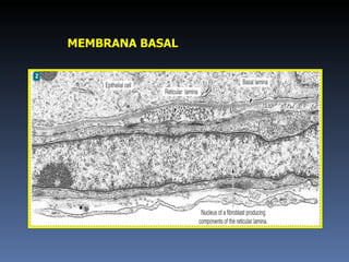 MEMBRANA BASAL 