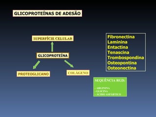 GLICOPROTEÍNAS DE ADESÃO SUPERFÍCIE CELULAR PROTEOGLICANO COLÁGENO GLICOPROTEÍNA SEQUÊNCIA RGD: - ARGININA - GLICINA - ÁCIDO ASPÁRTICO Fibronectina Laminina Entactina Tenascina Trombospondina Osteopontina Osteonectina 