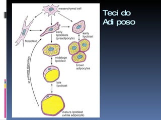 Tecido Adiposo 