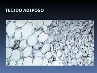 TECIDO ADIPOSO 