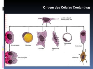 Origem das Células Conjuntivas 
