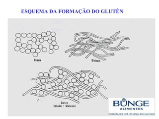 ESQUEMA DA FORMAÇÃO DO GLUTÉN
 