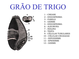GRÃO DE TRIGO
1 - CREASE
2 - ENDOSPERMA
3 - FARELO
4 - GERME
5 - ENDOSPERMA
6 - ALEURONA
7 - HIALINA
8 - TESTA
9 - CÉLULAS TUBULARES
10 - CÉLULAS CRUZADAS
11 - HIPODERME
12 - EPIDERME
13 - GERME
 