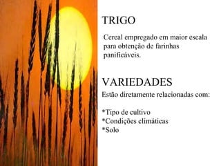TRIGO
Cereal empregado em maior escala
para obtenção de farinhas
panificáveis.
VARIEDADES
Estão diretamente relacionadas com:
*Tipo de cultivo
*Condições climáticas
*Solo
 