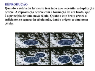 REPRODUÇÃO
Quando a célula do fermento tem tudo que necessita, a duplicação
ocorre. A reprodução ocorre com a formação de um broto, que
é o princípio de uma nova célula. Quando este broto cresce o
suficiente, se separa da célula mãe, dando origem a uma nova
célula.
 