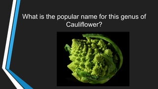 What is the popular name for this genus of
Cauliflower?
 