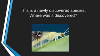 This is a newly discovered species.
Where was it discovered?
 