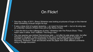 On Flickr!
• One day in May of 2011, Shaun Winterton was looking at pictures of bugs on the Internet
when something unusual caught his eye.
• It was a close shot of a green lacewing — an insect he knew well — but on its wing was
an unfamiliar network of black lines and a few flecks of blue.
• "I sent the link to a few colleagues of mine," Winterton told The Picture Show. "They
hadn't seen it either. And I realized: This thing's new."
• The new species was dubbed Semachrysa jade — not after its pale green color, but after
Winterton's daughter. It was introduced to the world in the latest issue of ZooKeys, a
scientific journal focused on biodiversity. In keeping with the digital nature of their
discovery, Winterton, Guek and Brooks wrote the paper from three different continents
using a Google document.
 