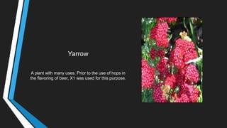 Yarrow
A plant with many uses. Prior to the use of hops in
the flavoring of beer, X1 was used for this purpose.
 