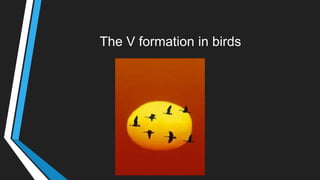 The V formation in birds
 
