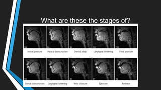 What are these the stages of?
 