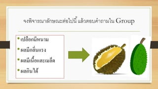 จงพิจารณาลักษณะต่อไปนี้แล้วตอบคาถามใน Group
•เปลือกมีหนาม
•ผลมีกลิ่นแรง
•ผลมีเนื้อและเมล็ด
•ผลกินได้
 