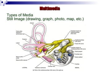 Multimedia Types of Media  Still Image (drawing, graph, photo, map, etc.) 