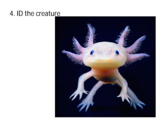 4. ID the creature
 