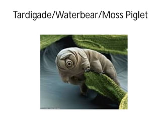 Tardigade/Waterbear/Moss Piglet
 