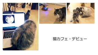 猫カフェ・デビュー
 