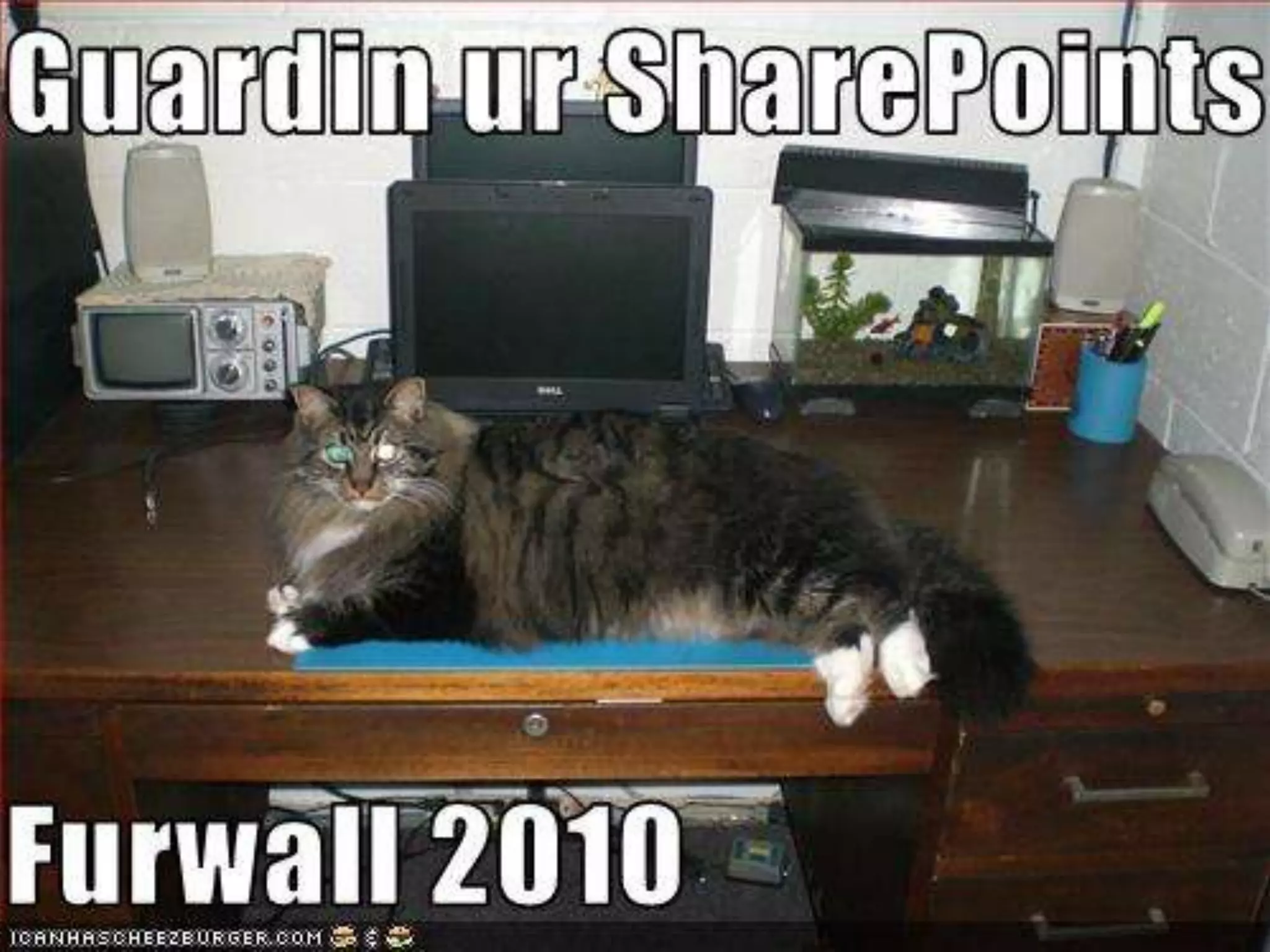 Watch Out for Killer Bunnies