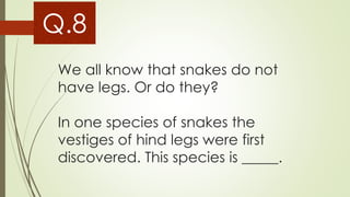 We all know that snakes do not
have legs. Or do they?
In one species of snakes the
vestiges of hind legs were first
discovered. This species is _____.
Q.8
 