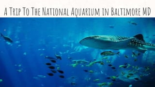 A Trip To The National Aquarium in Baltimore MD
 