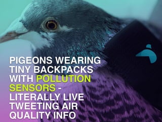 PIGEONS WEARING
TINY BACKPACKS
WITH POLLUTION
SENSORS -
LITERALLY LIVE
TWEETING AIR  
QUALITY INFO
 