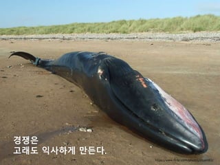 경쟁은
고래도 익사하게 만든다.
https://www.flickr.com/photos/stuant63/
 