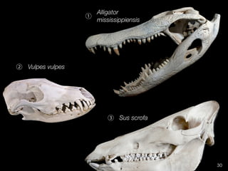 30 
① 
③ 
② 
Alligator 
mississippiensis 
Vulpes vulpes 
Sus scrofa 
 
