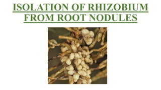 ISOLATION OF RHIZOBIUM
FROM ROOT NODULES
 