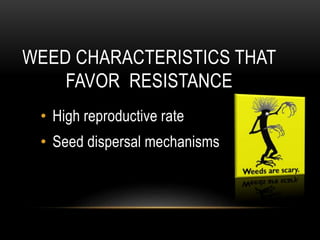 Weedicides Types Technical Aspects of Paddy Weedicides | PPTX