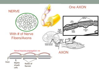 NERVE
With # of Nerve
Fibers/Axons
One AXON
AXON
 