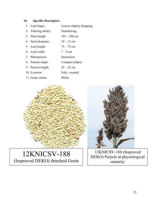 Technical report on two Sorghum varieties (12KNICSV-188 and 12KNICSV-22) developed in Nigeria