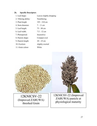 Technical report on two Sorghum varieties (12KNICSV-188 and 12KNICSV-22) developed in Nigeria