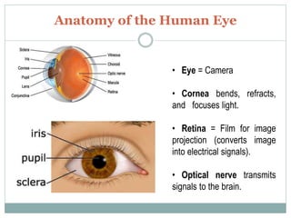 Anatomy of the Human Eye
• Eye = Camera
• Cornea bends, refracts,
and focuses light.
• Retina = Film for image
projection (converts image
into electrical signals).
• Optical nerve transmits
signals to the brain.
 