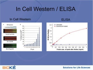 In Cell Western / ELISA
In Cell Western      ELISA
 