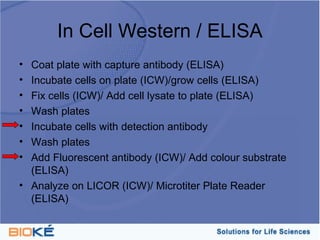 In Cell Western / ELISA
• Coat plate with capture antibody (ELISA)
• Incubate cells on plate (ICW)/grow cells (ELISA)
• Fix cells (ICW)/ Add cell lysate to plate (ELISA)
• Wash plates
• Incubate cells with detection antibody
• Wash plates
• Add Fluorescent antibody (ICW)/ Add colour substrate
  (ELISA)
• Analyze on LICOR (ICW)/ Microtiter Plate Reader
  (ELISA)
 