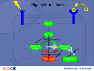 Signaaltransductie



               Effector1




                Kinase




                  Phosphospecific antibody
               Phosphorylering

Effector 3                                   P   Effector 3
 Inactief                                          Actief            y
                                                                 ibod
                                                              nt
             Dephosphorylering                              la
                                                          ta
                                                        To
              Phosphatase                              EFFECT
 